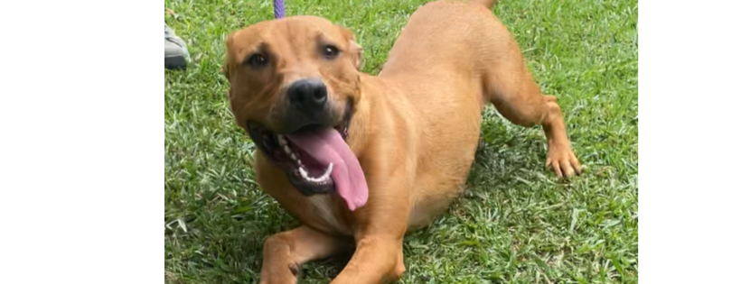 Shelter Homeless Animals Rescue Efforts (SHARE-Grenada)