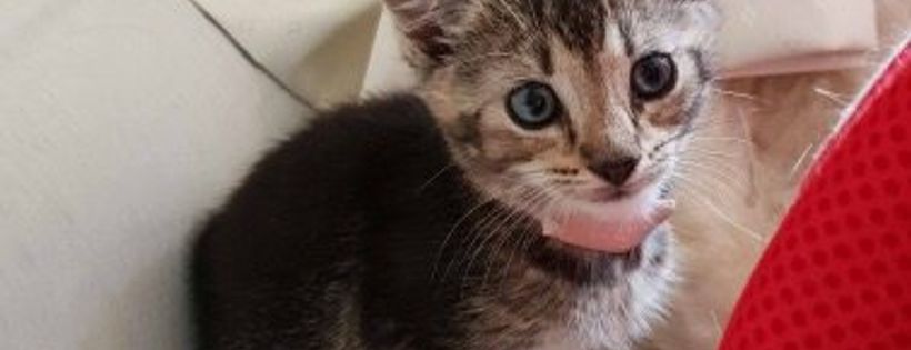 Rescue Cats Safe Haven Inc
