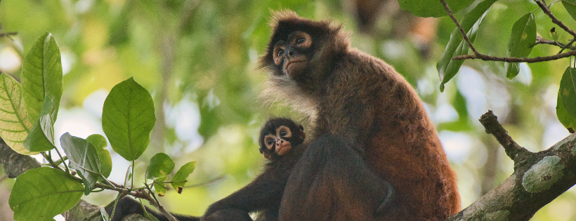 Lands for Biological Diversity