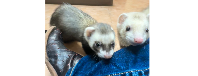 Frisco's Friends Ferret Rescue
