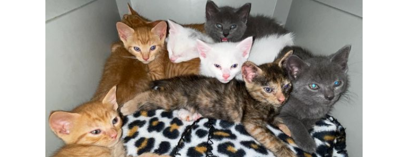 QTKittens, Inc.