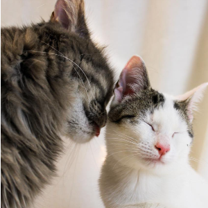 Greater Victoria Animal Crusaders