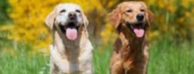 Retriever Rescue WA