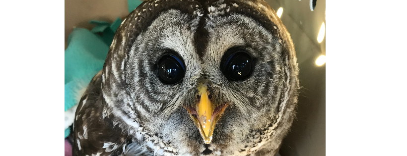 Our Wild Neighbors Wildlife Rehabilitation Center