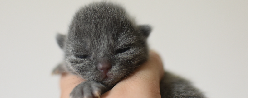 Nanas Animal Rescue Inc