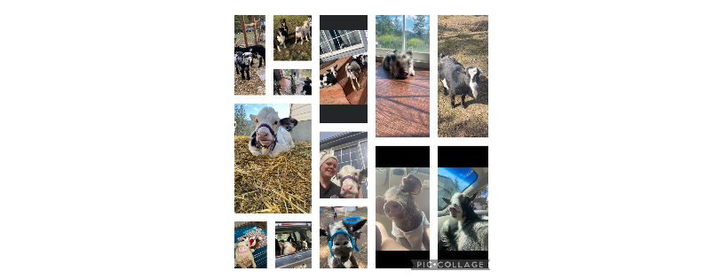 4 paws palace sanctuary