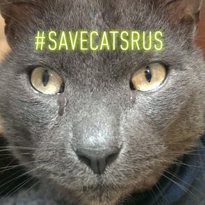 Cats R Us Logo