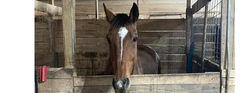 Two Wild Hearts Sanctuary, Inc.