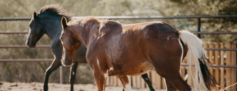 Tierra Madre Horse & Human Sanctuary