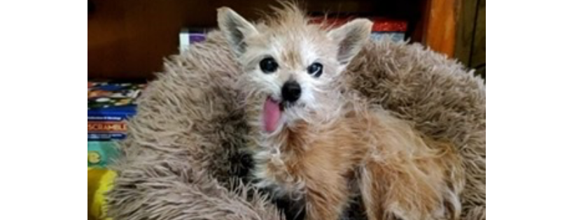 NJ South Hills Pet Rescue