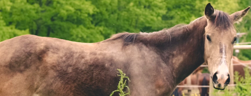 NWPA Equine Sanctuary