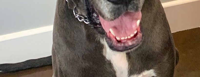 The Big Mutt Network Inc