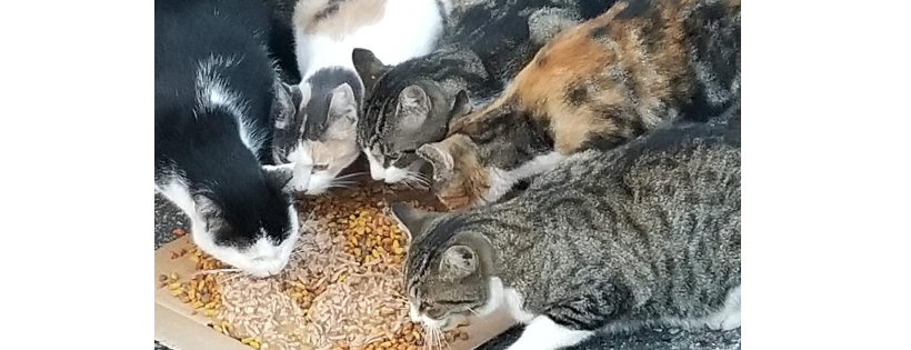 Beltsville Community Cats, Inc.