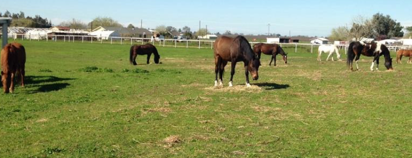 Coastal Arabians Equine Rescue Inc.