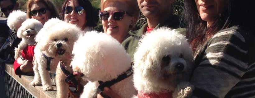 Australian Bichon Aid inc