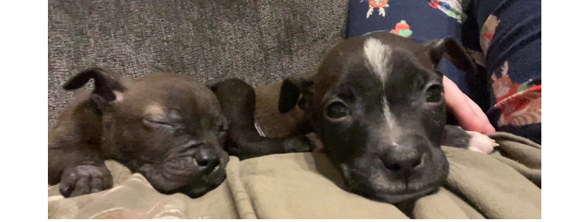 Freedom Dog Rescue