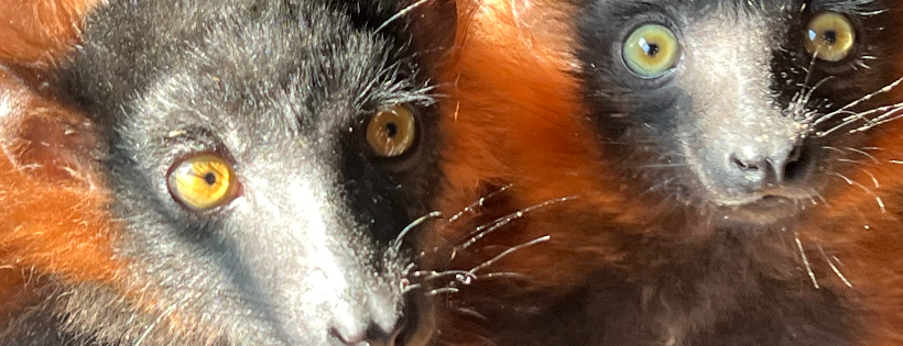 Ringtail Ranch