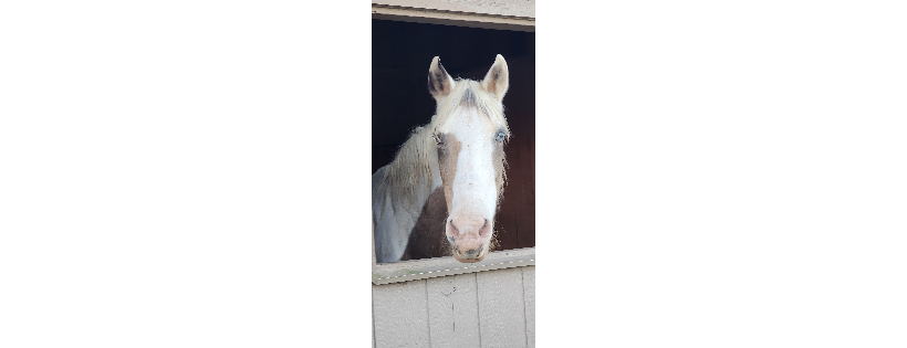 Southern Maryland Equine Miracles Ltd