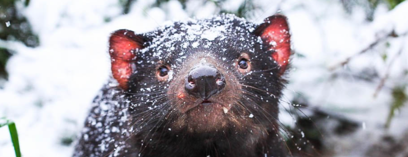 Aussie Ark