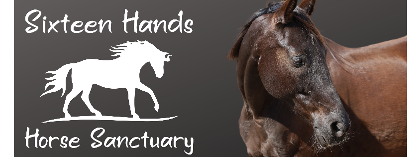 Sixteen Hands Horse Sanctuary, Inc.