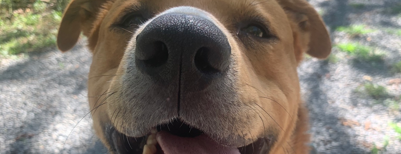 Humane society of Lebanon County