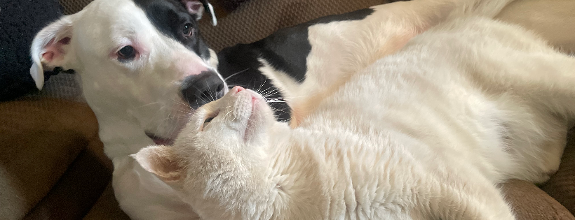 Humane society of Lebanon County