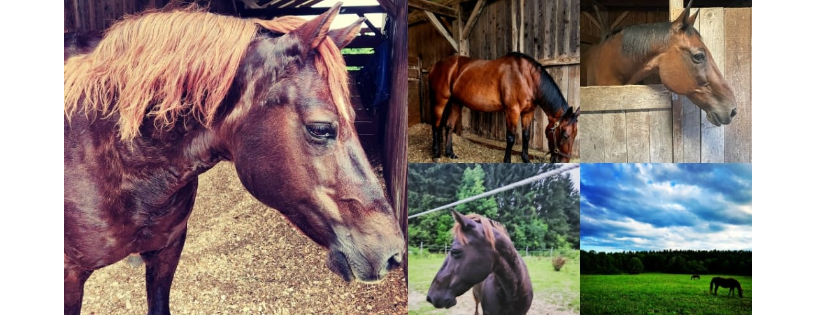 Hope Springs Eternal Horse Sanctuary