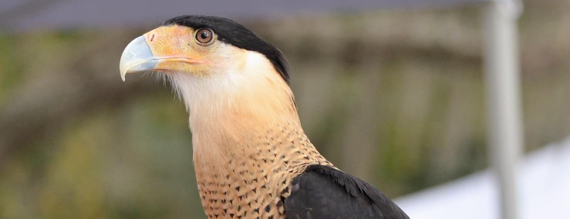 Raptor Center of Tampa Bay