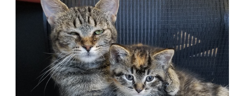 Valley SPCA la vallee