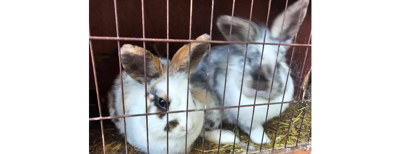 Animal Rescue Cymru