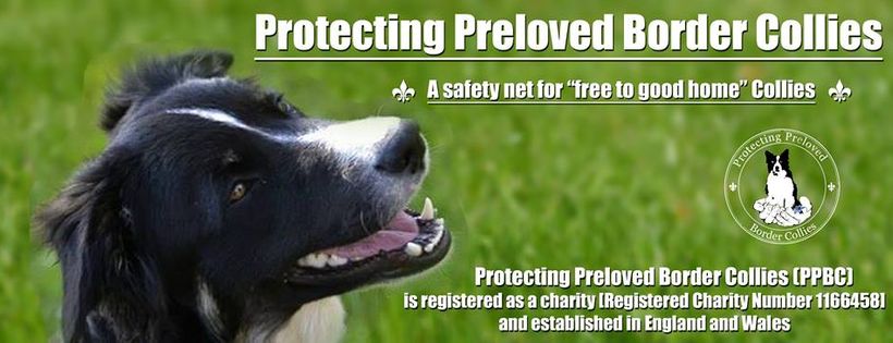Protecting Preloved Border Collies