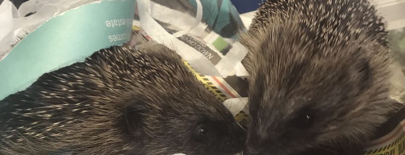 Hedgepigs