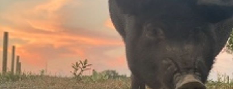No Swine Left Behind