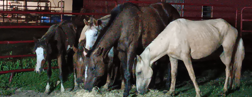 Rustic C Ranch Rescue