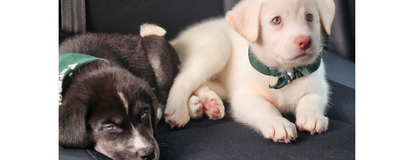 BRIXIES RESCUE INC