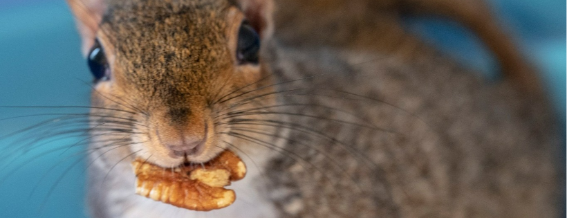 Urban Squirrels