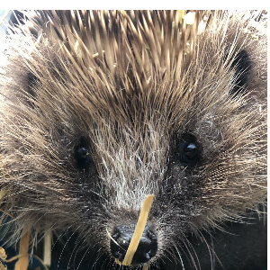 Project Prickles Hedgehog Rescue
