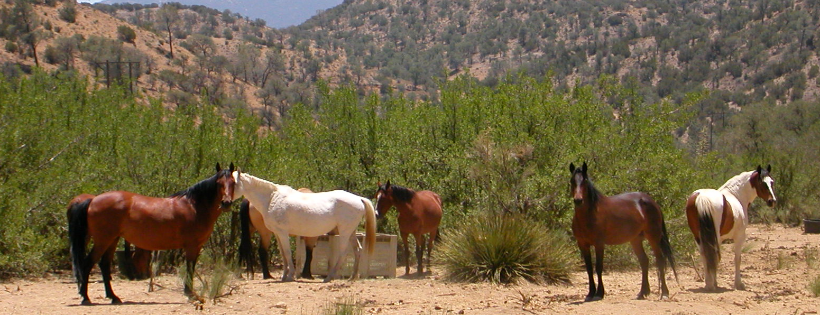 Lifesavers Wild Horse Rescue