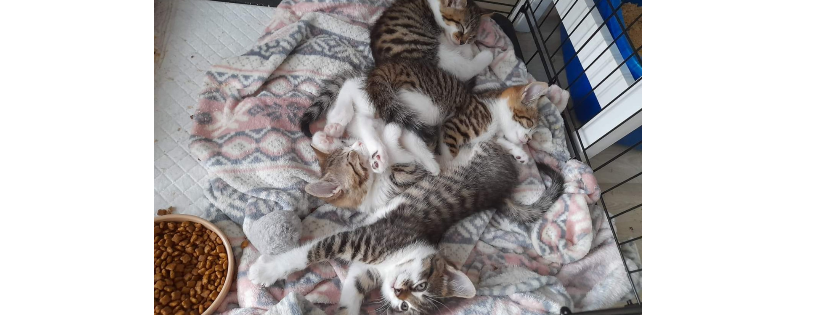 Helping Pets North East