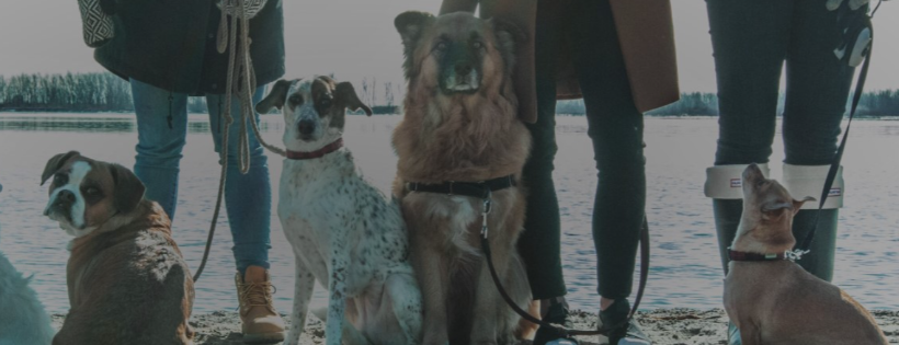 New Collar Collective