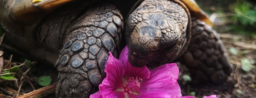 Norfolk Tortoise Club