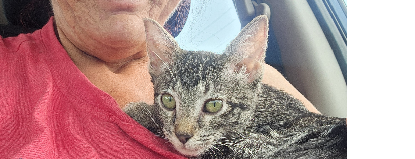 Feral Furbabies Inc
