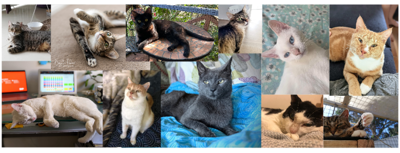 Impound Feline Rescue