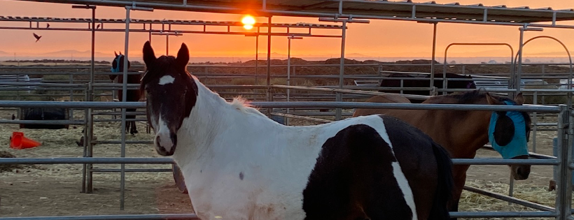 Wild at Heart Horse rescue