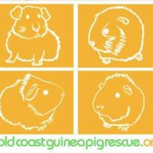 Gold Coast Guinea Pig Rescue