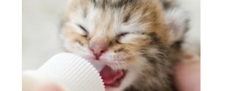 Cats Cradle Shelter