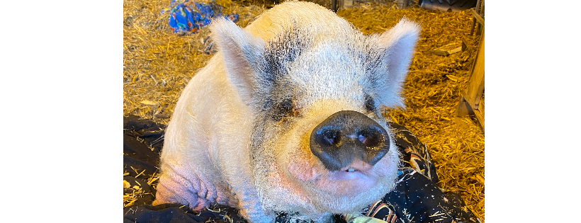 Oinking Acres Farm Rescue & Sanctuary