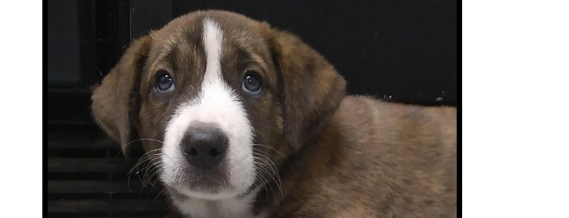Patriots for Pets Rescue and Shelter Inc.