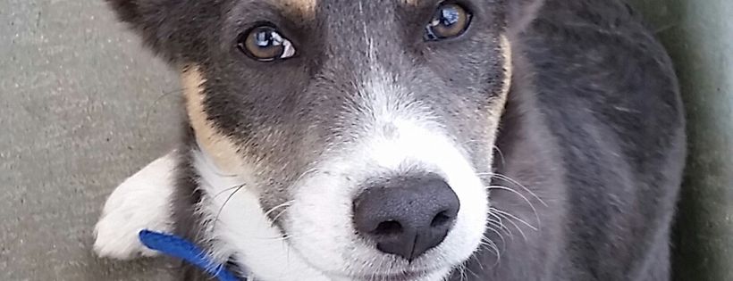 Dogs' Homes of Tasmania