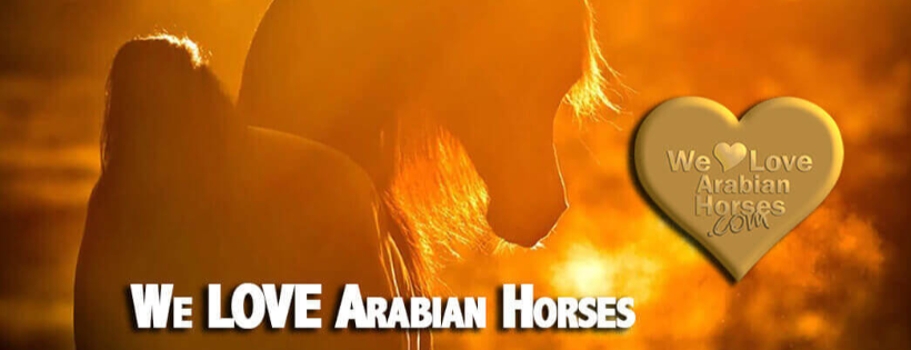 We LOVE Arabian Horses Inc.